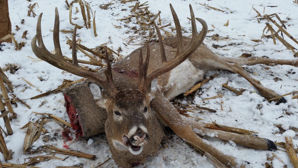 The 11-point buck featured a wide spread and impressive symmetry.