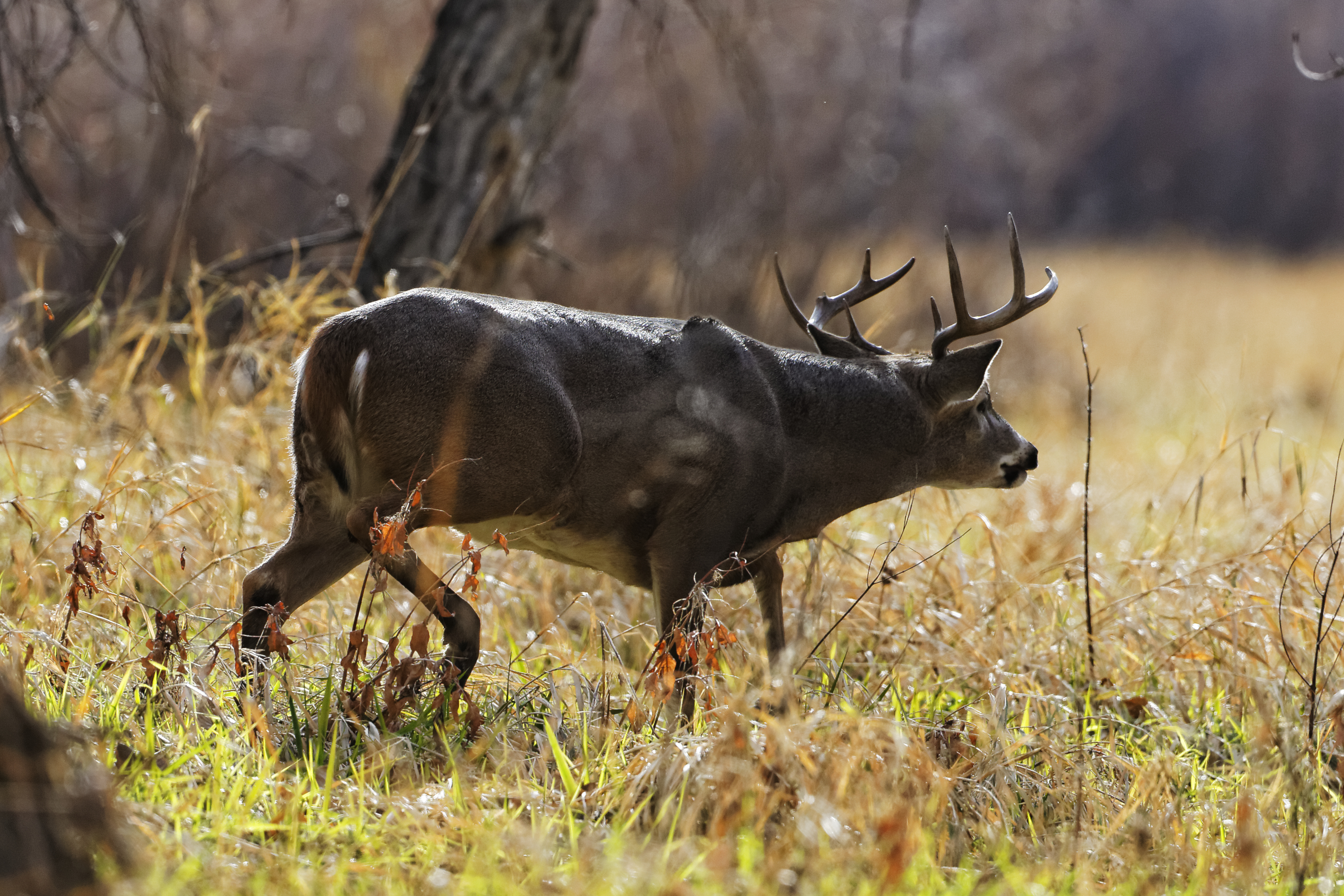 Pursuit Channel Growth