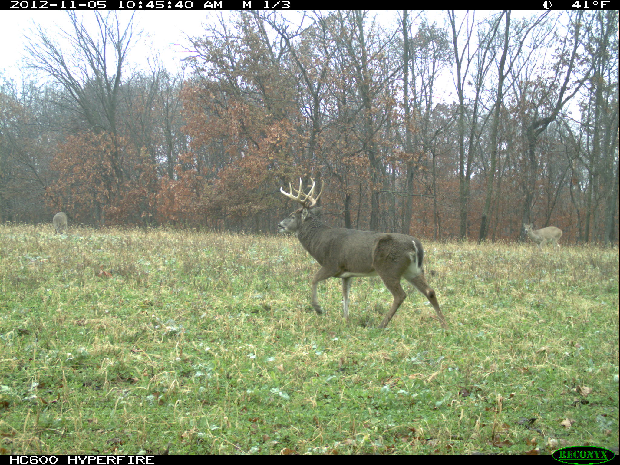 7 Great Ways to Pattern and Kill a Rutting Whitetail Buck