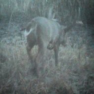 Kevin Krebs got this grainy image of his giant buck and then watched it before making a decision about when to hunt it.