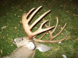 Weber's buck had a ton of mass and inches, just a stud whitetail!