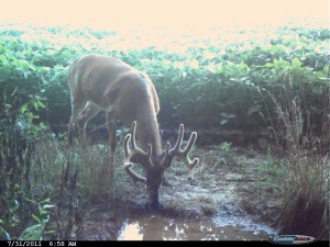 Buck drinking from pond.
