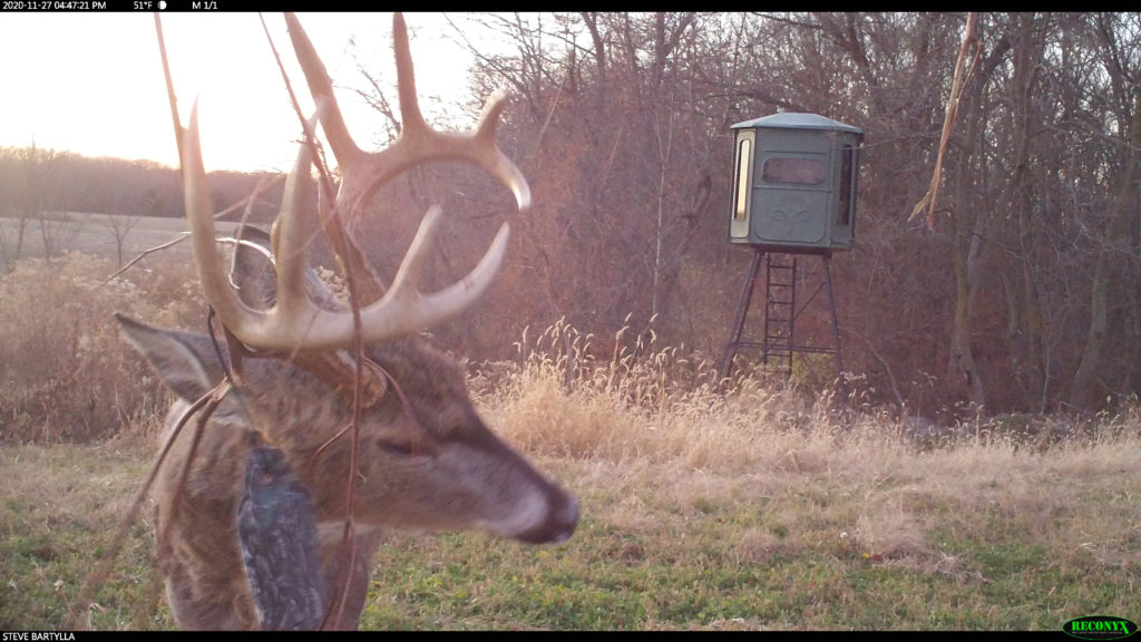 Big Deer Breeding Behavior