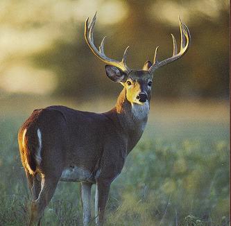 BigBuck1