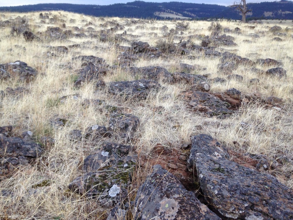 OK, that's probably the overstatement of the blog thus far, but one would almost have to be crazy to sign up for this. These rock fields are murder on the feet, ankles and knees.