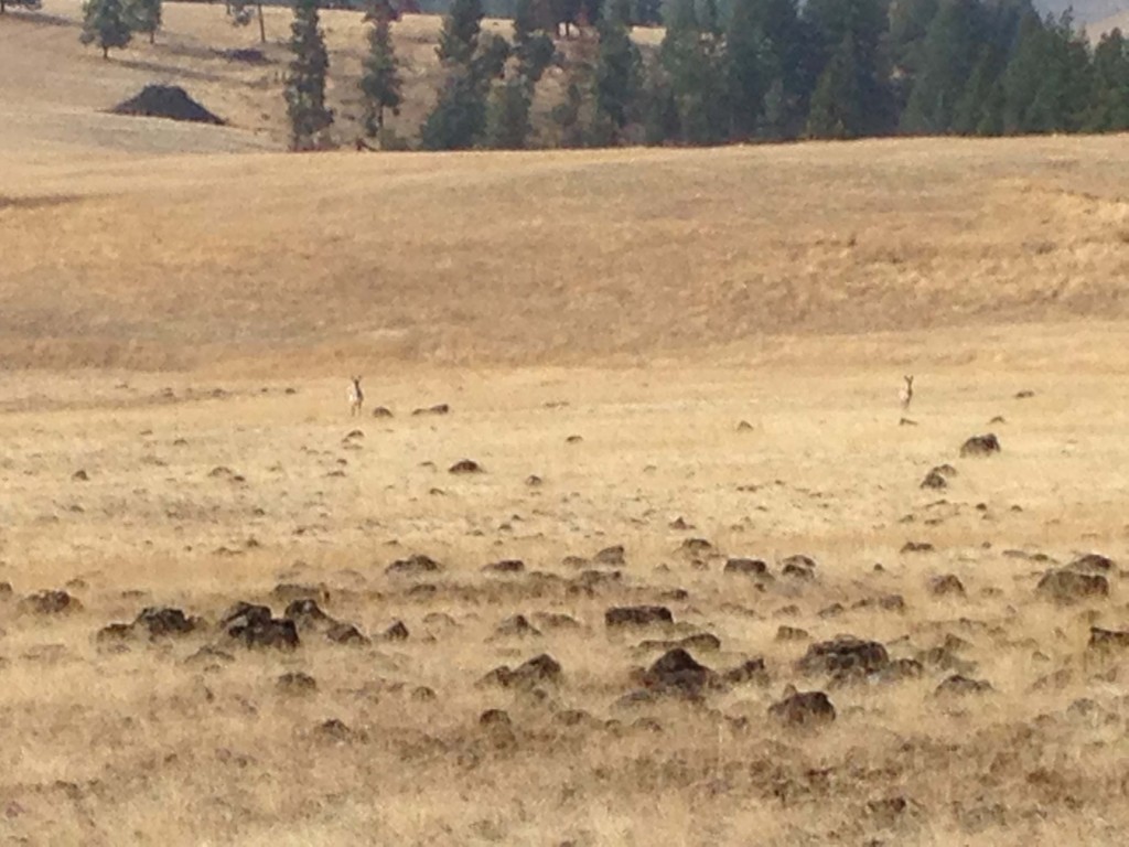 I've seen pronghorn antelope from a vehicle once, but I've never seen them while hunting. This doe and fawn stood and watched as we walked within 75 yards of them. When they decided to flea, they ran so fast that they were out of sight within seconds.