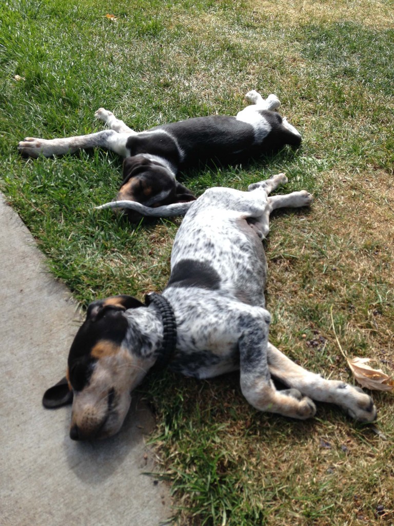 These pups were my buddies for the entire week in Oregon. Not sure what they were daydreaming about while loafing in the midday sun here, but I'm sure it had something to do with a mountain lion, coyote or, possibly, black bear in their future.