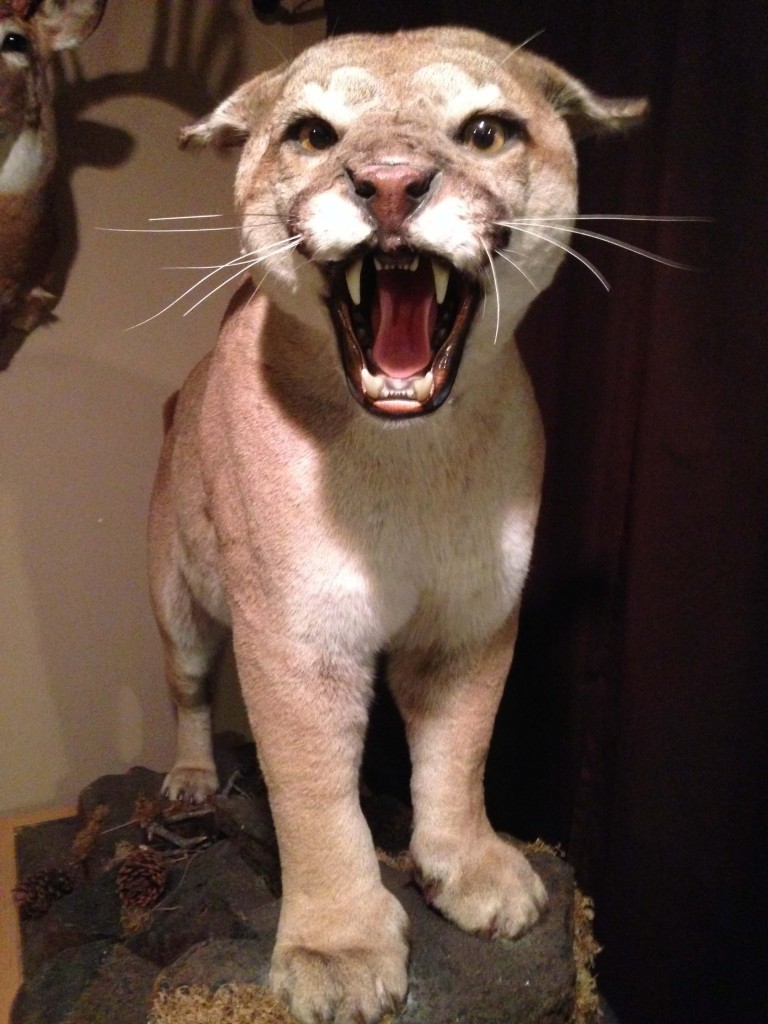 We traveled to Ritter, Oregon, to hunt for mule deer with antler scoring expert David Morris. The bonus was we all got over-the-counter mountain lion tags ... just in case. How cool would that be to bring home one of these trophies?