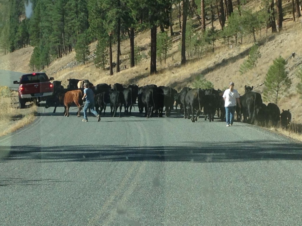 Spotty cellphone coverage and no high-speed internet here. Nope, just another day in the life of ranch life in eastern Oregon.