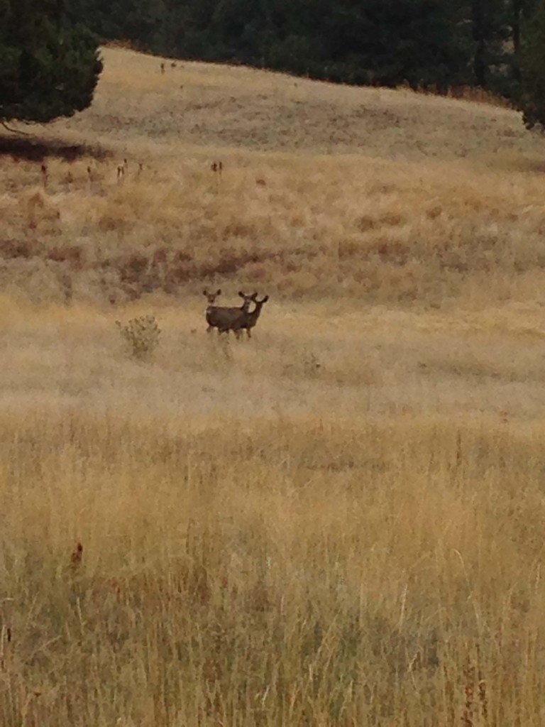 It's all spot and stalk out West. Locals view sitting in a tree stand as mostly a waste of time. Or lunacy. Or both.