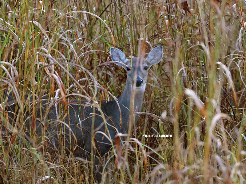 how to break down and visualize your hunting land