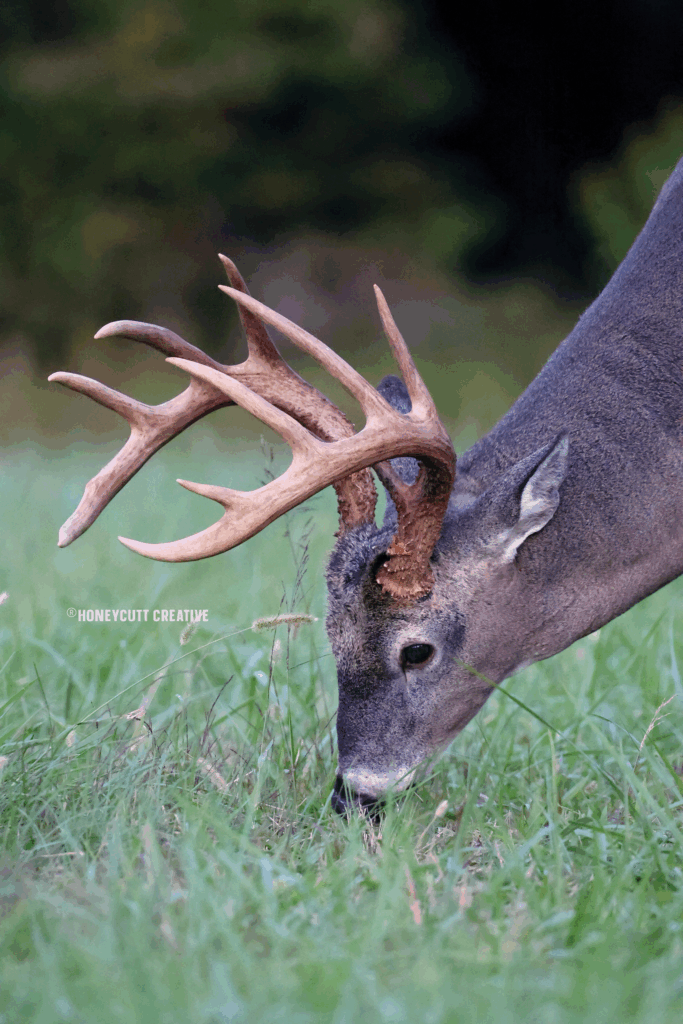 how to break down and visualize your hunting land