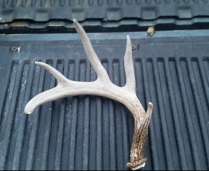 Sun has helped to bleached this antler found by Brian Larsen.
