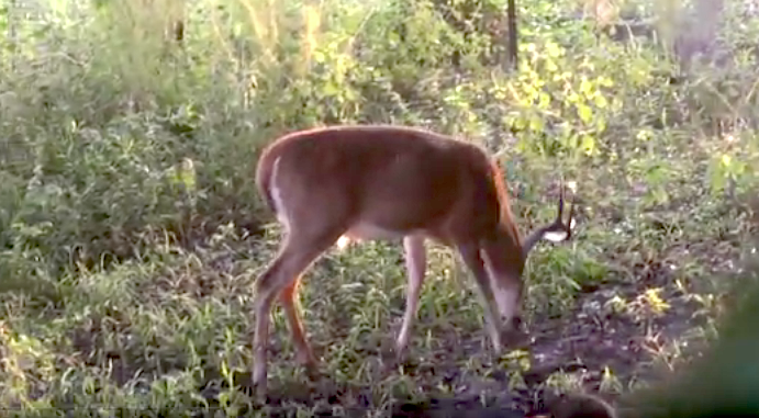 This is the Florida buck just seconds before Dan Schmidt fired his Mathews No-Cam bow and Easton arrow.