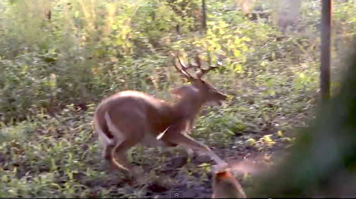 This is the Florida buck at impace after Dan Schmidt fired his Mathews No-Cam bow and Easton arrow. The buck appears to be ready to run away.
