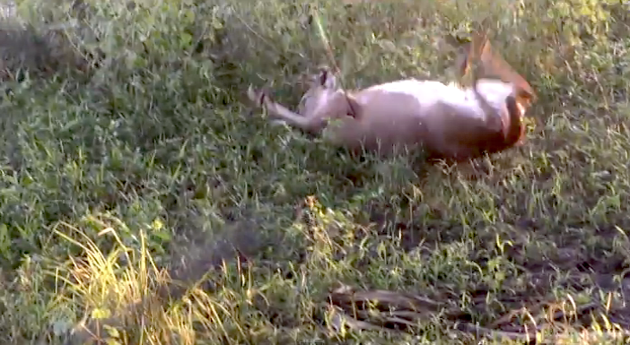 And this is what happened to Dan's big buck in Florida. It tumbled and died there after a perfect shot.