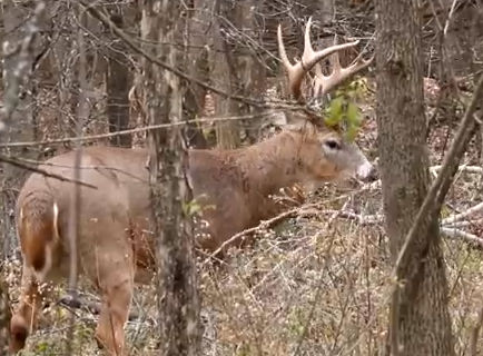 Can a twig or small limb affect your bullet's flight?