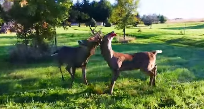 Buck fight 5