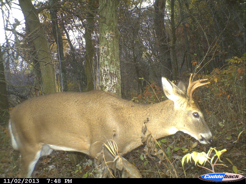 Some hunters wouldn't think twice about shooting this deer while others wouldn't even consider it. Who is right? Both of them, because hunters have to make their own choices and shouldn't worry about what someone else's decision because everyone's different.  (Photo copyright Daniel E. Schmidt)