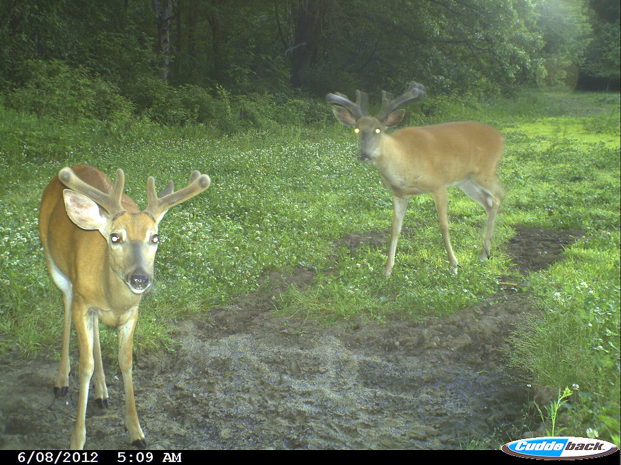 Mineral licks that deer use