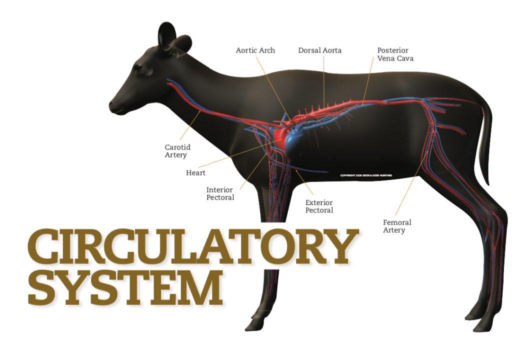 Femoral Artery: The Blood Highway in Deer | Deer & Deer Hunting