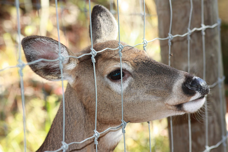 CWD Numbers Spike
