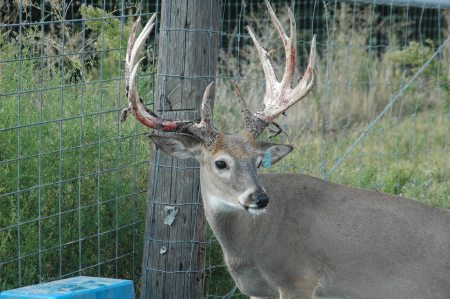 CWD found in New Mexico