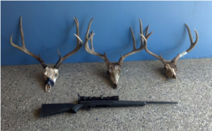 California poacher rifle, deer heads confiscated by state officials