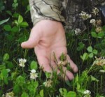 deer food plots