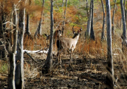 The Columbian Blacktail is benefitting from years of protection and conservation efforts. (Photo: U.S. Fish & Wildlife Service)