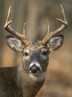 Connecticut buck
