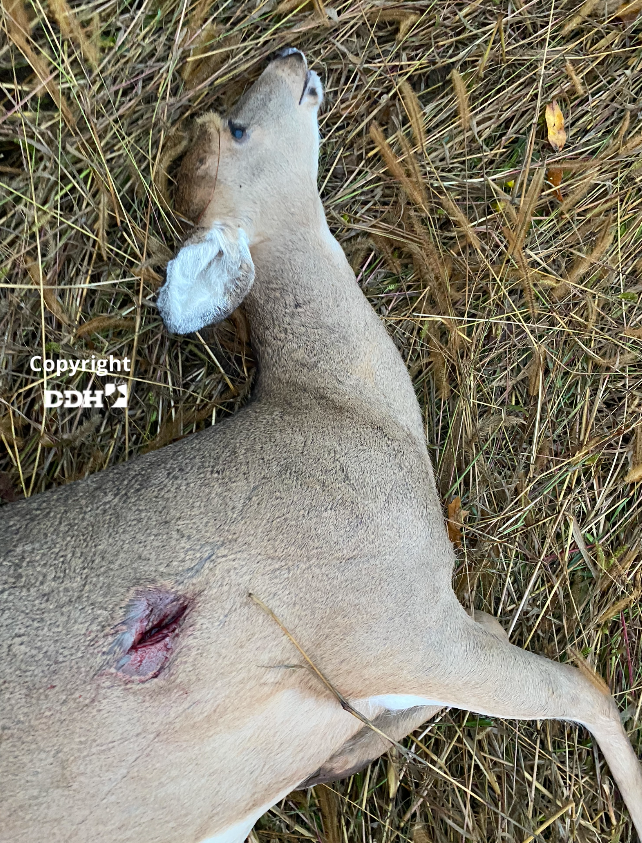 Understanding Broadhead Boomerangs