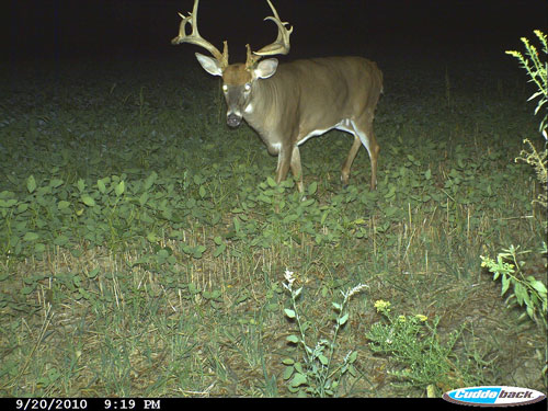 Trail Camera Gear, Tactics for Landowners and Public Land Hunters