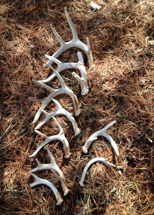 DDH fan Cory Terris made this nice haul in March 2014, and we thought it was worth showing again. Nice hunting!