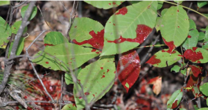 DEER Blood