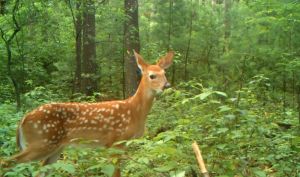 Fawn recruitment is important for any successful management plan.