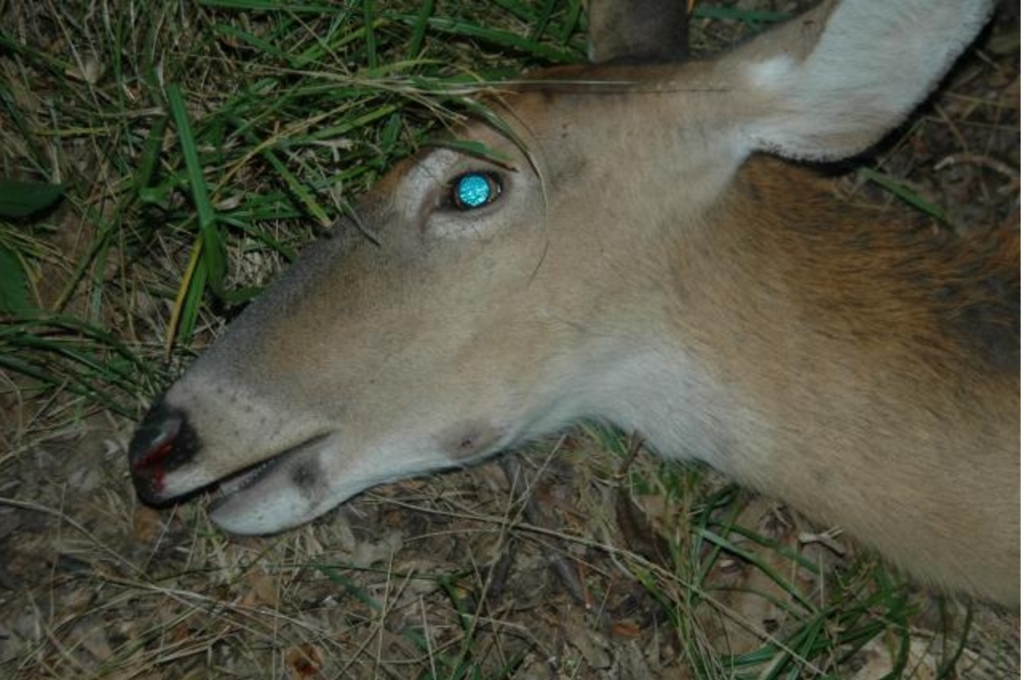 DEER Lumpy Jaw