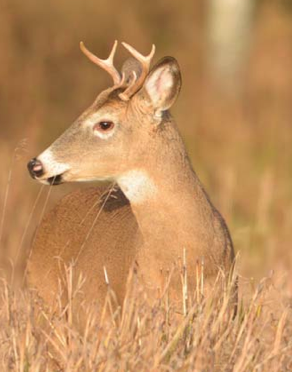 Young bucks learn from older bucks, including about how to avoid humans and to capitalize on repetition and routines such as at hunting camps or on farms.