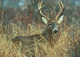 Do deer bed down and stay put in high wind or will they still move around? Popular thought says the former but research suggests otherwise.