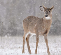 deer-spike-on-one-side1