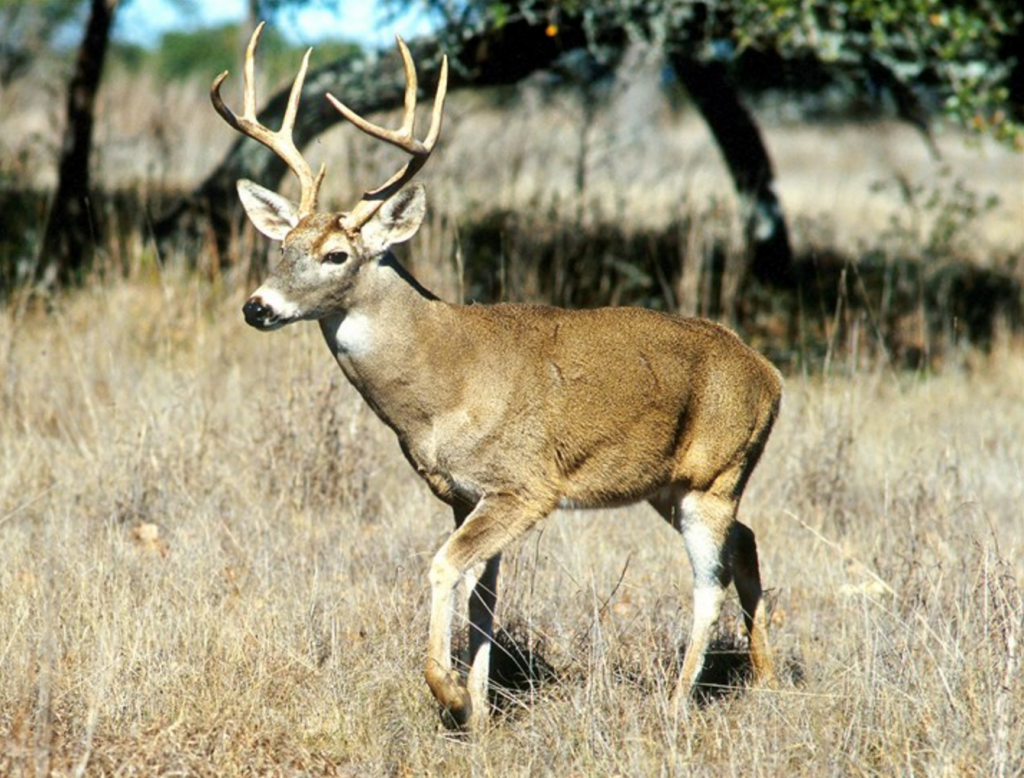 Overlooked sites may yield a buck of a lifetime if you'll only give these unique places a chance. (Photo: Scott Bauer/USDA)