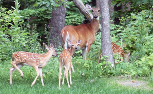 DEER doe with fawns via Minnesota DNR