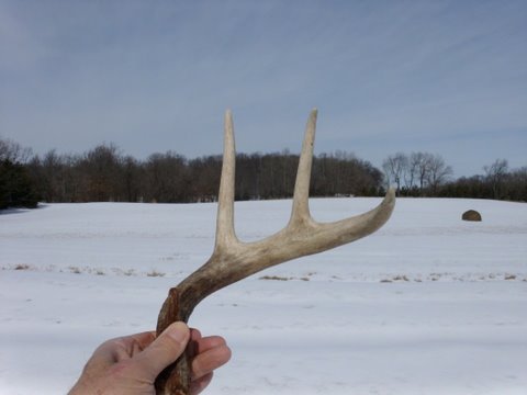 shed hunting for whitetail antlers
