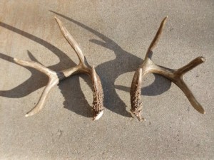 Deer antler sheds: matched set Finding deer antler sheds sometimes requires luck