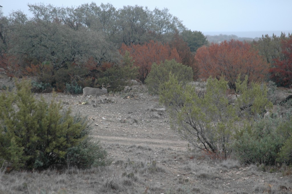 Dan Schmidt spies a buck in search of does.