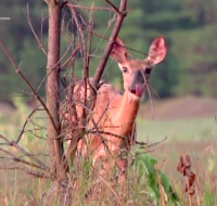 Antlerless harvest may be part of your management plan if the population supports killing some during the season. Working with biologists and conducting camera surveys along with sight logs during the season can help you decide on this aspect.