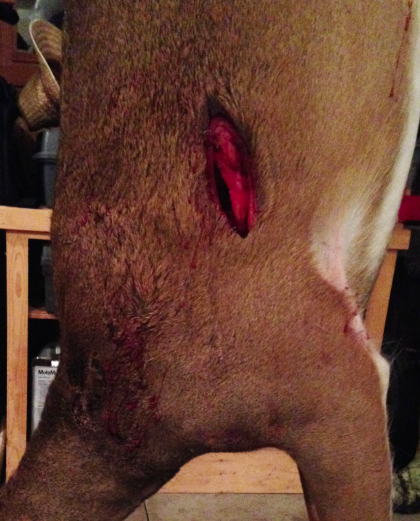 A photo is worth a thousand words when it comes to the expansive wounds created by mechanical broadheads.