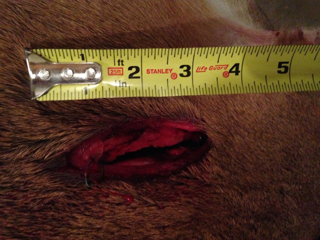 It's hard to argue that mechanical broadheads aren't effective, lethal and humane with wound channels like this and 21 seconds from impact to death.