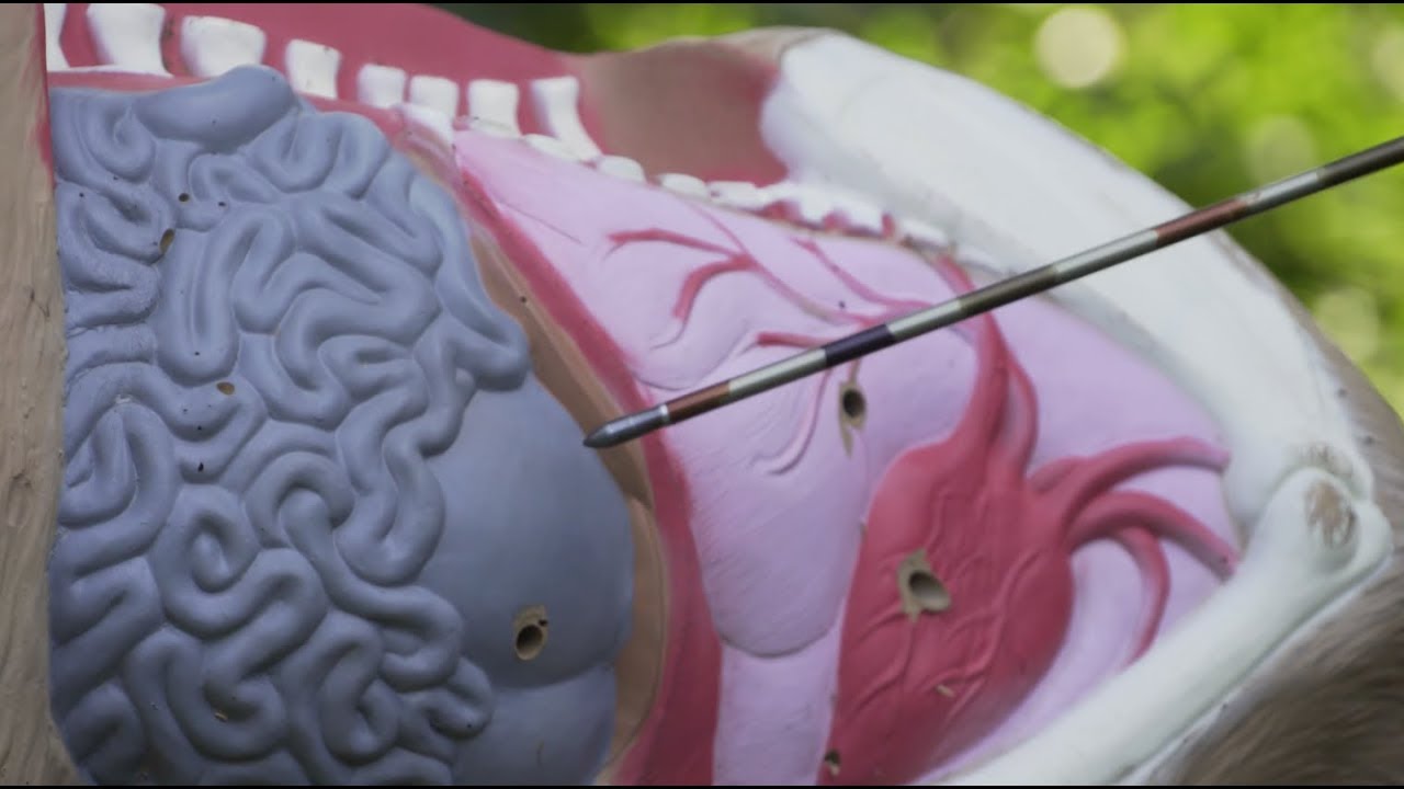 Deer Anatomy: A Liver Shot on a Whitetail