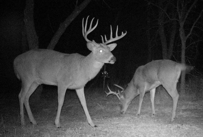 Game camera photos can tell you a lot about the deer you know about, and some you may not!
